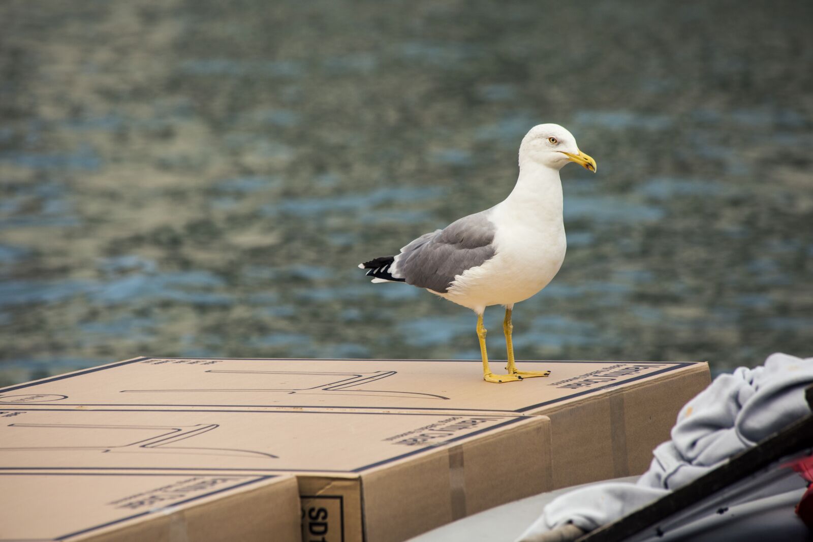 Canon EF 70-300mm F4-5.6 IS USM sample photo. Bird, water, seagull photography