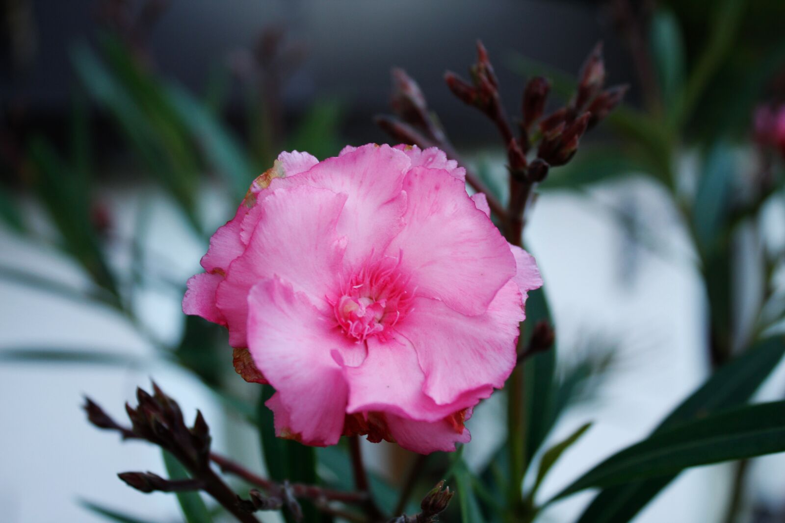 Canon EOS 1300D (EOS Rebel T6 / EOS Kiss X80) sample photo. Pink, macro, flower photography