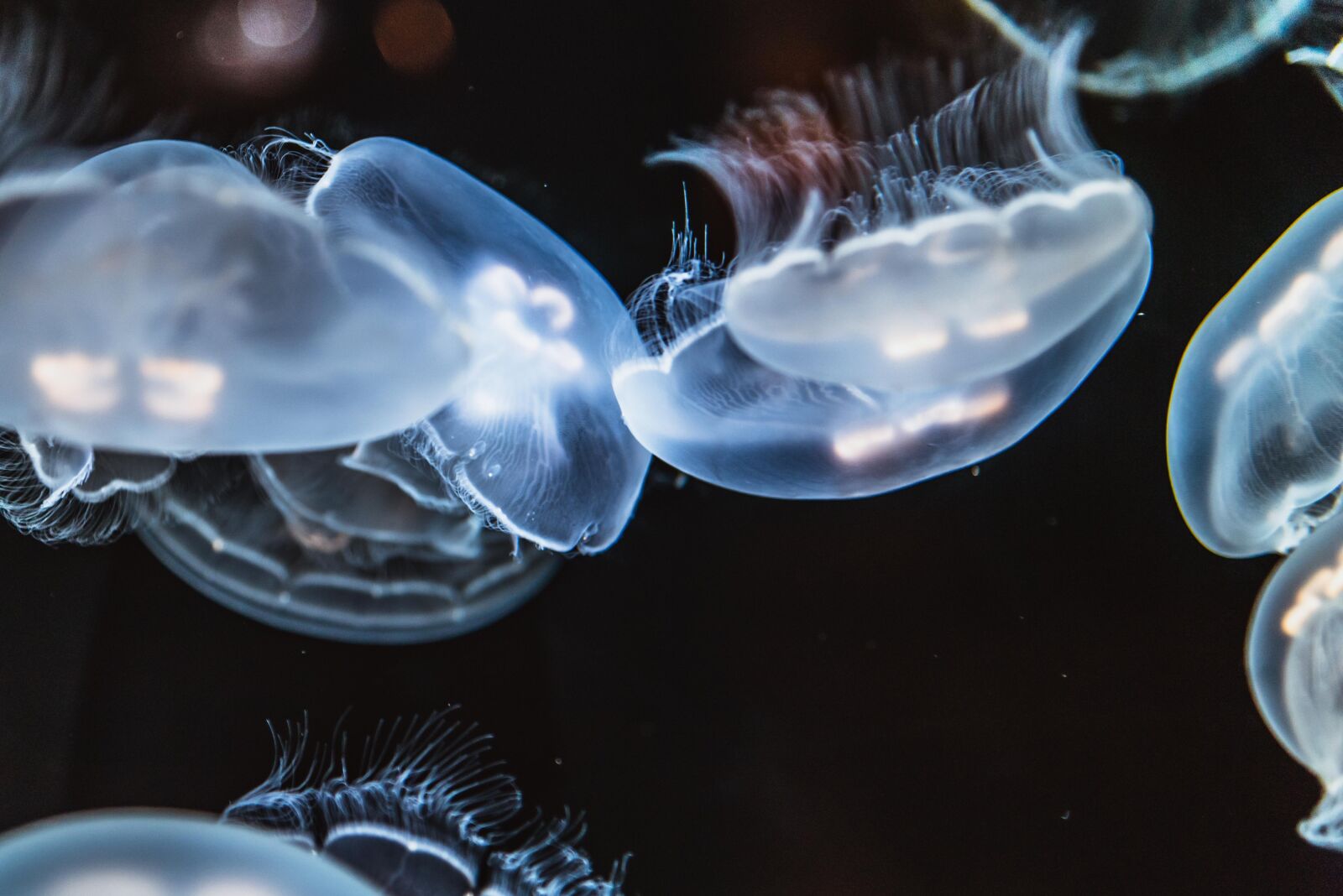Nikon D750 sample photo. Jellyfish, animal, creature photography