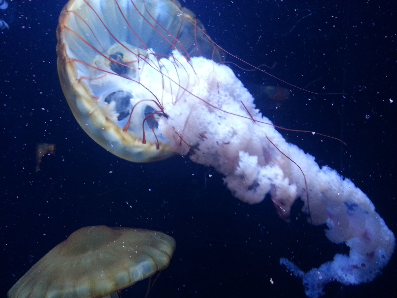 Samsung Galaxy S3 sample photo. Jelly fish, water, white photography