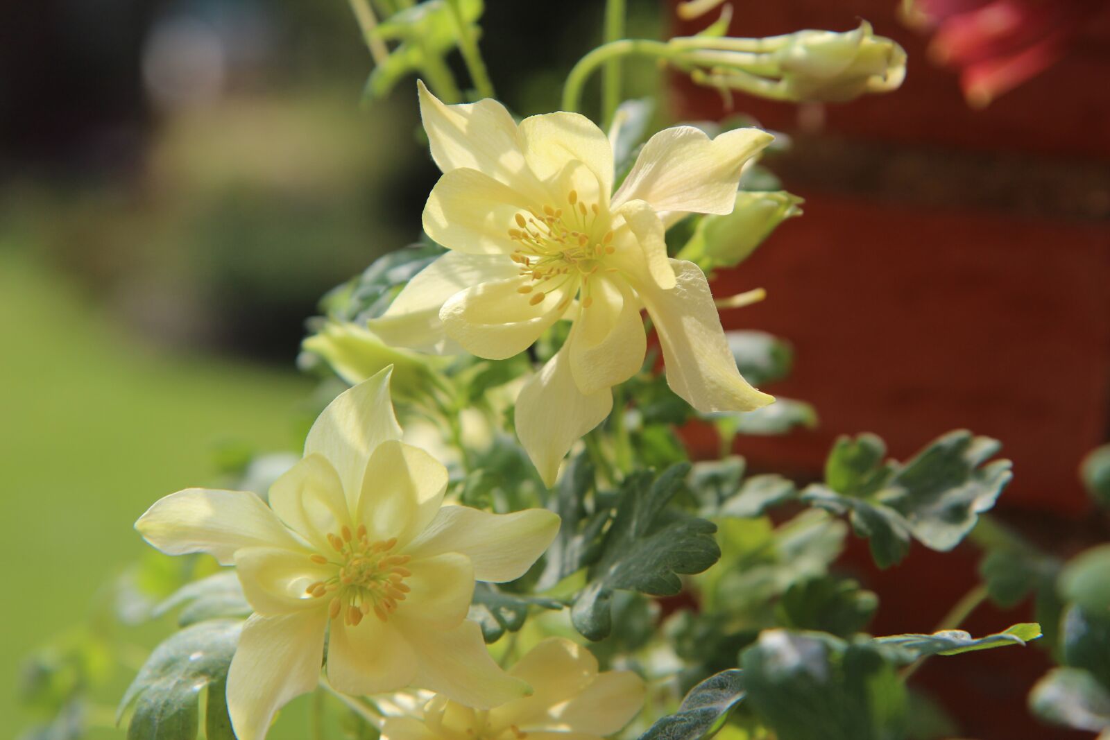 Canon EOS 600D (Rebel EOS T3i / EOS Kiss X5) sample photo. Columbine, ancolie yellow, flowering photography