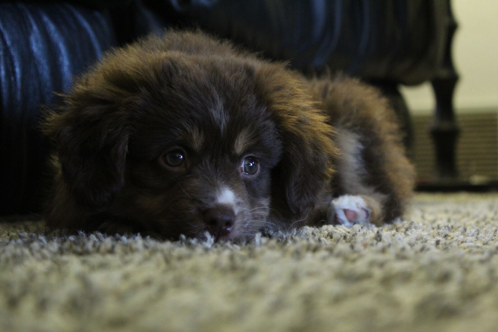Canon EOS 1300D (EOS Rebel T6 / EOS Kiss X80) sample photo. Dog, pet, cute photography