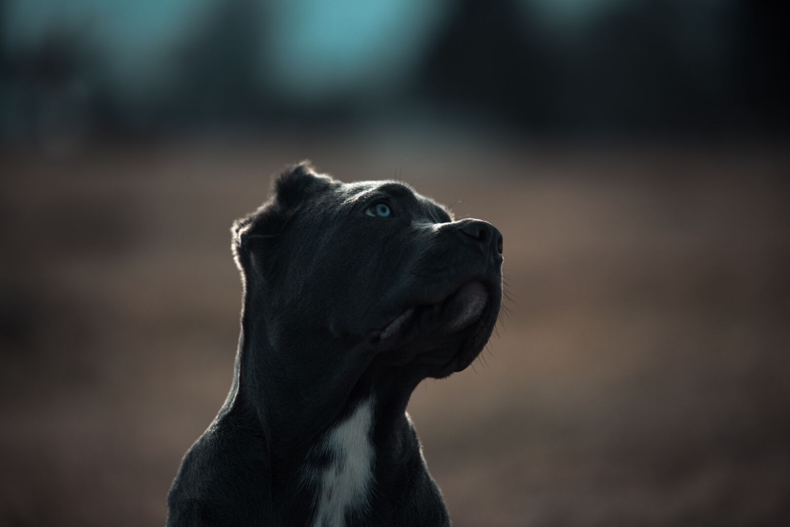 Canon EOS 6D sample photo. Bandog, puppy, blue eyes photography