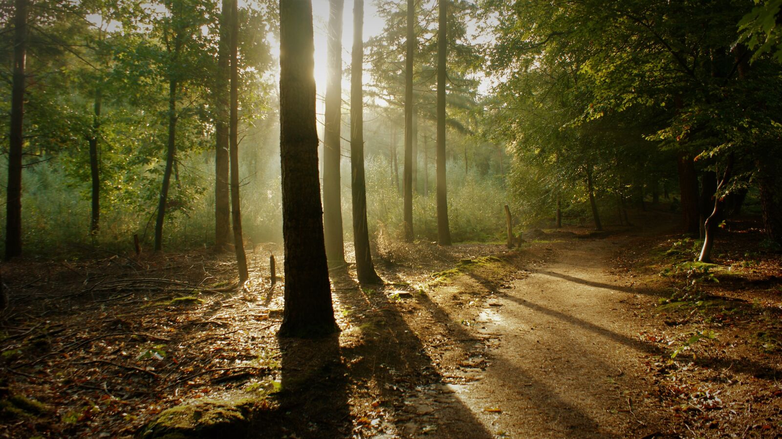 Sony Alpha DSLR-A350 sample photo. Trees, forest, path photography