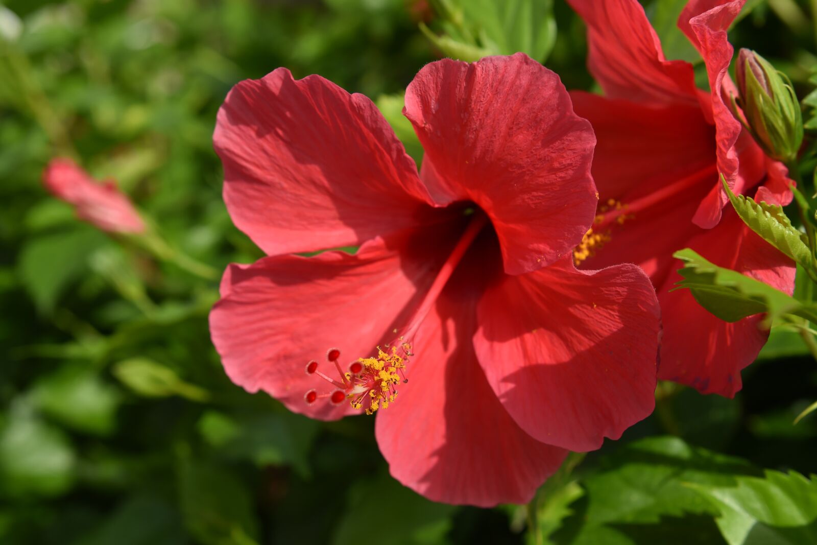Nikon D4S sample photo. Hibiscus, flower, red photography