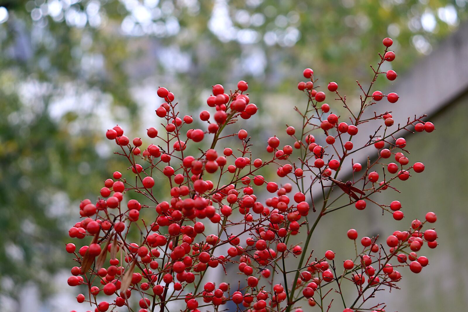 Canon EOS 800D (EOS Rebel T7i / EOS Kiss X9i) sample photo. Fruit, red color, flowering photography