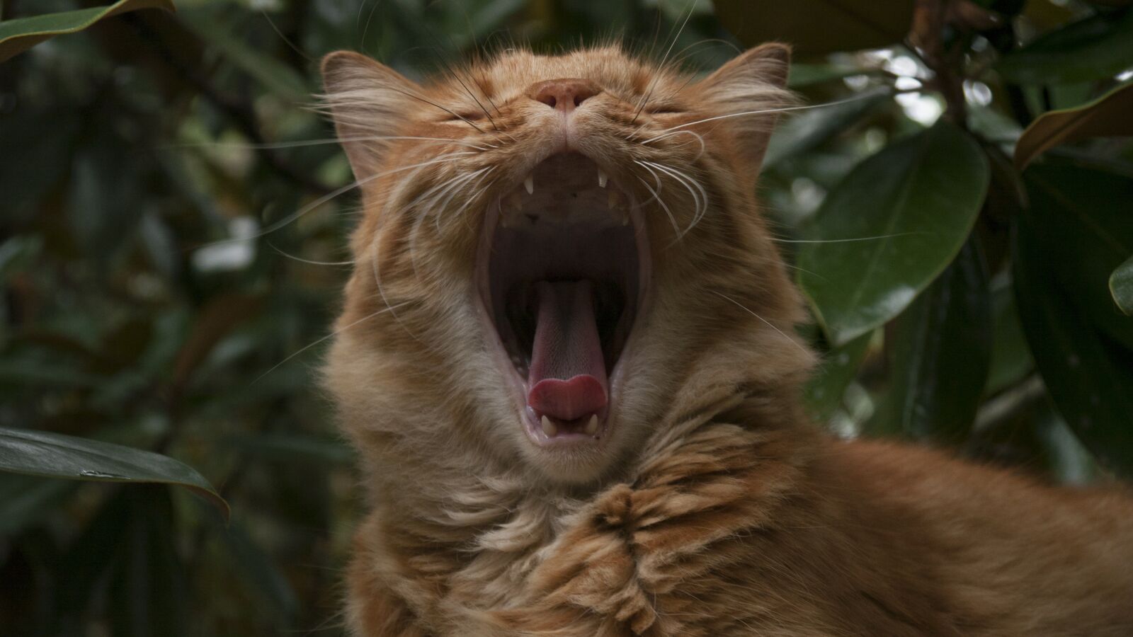 Panasonic Lumix DMC-GH1 sample photo. Cat, yawn, funny photography