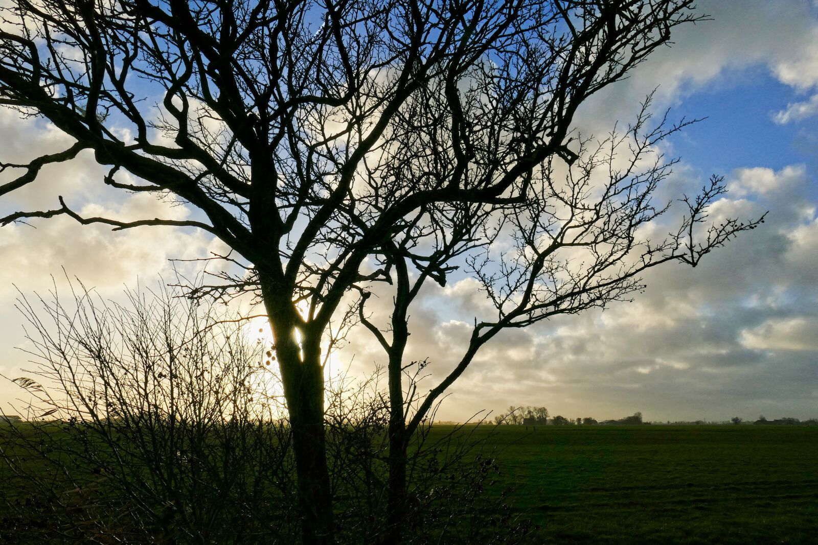 Panasonic Lumix DMC-FZ1000 sample photo. Countryside, reed, speed photography