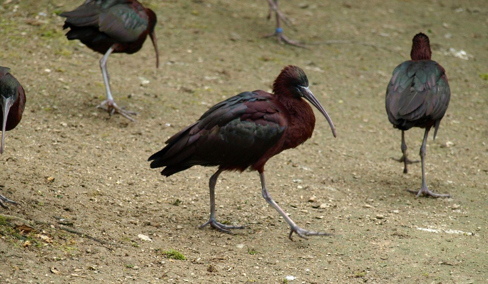 Olympus E-510 (EVOLT E-510) sample photo. Glossy ibis, bird, bill photography
