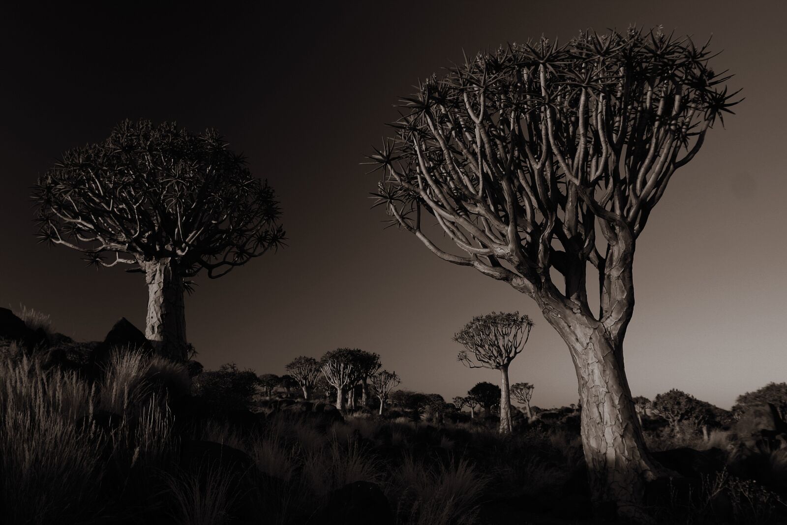 Canon EOS 300D (EOS Digital Rebel / EOS Kiss Digital) sample photo. Namibia, quiver trees, africa photography