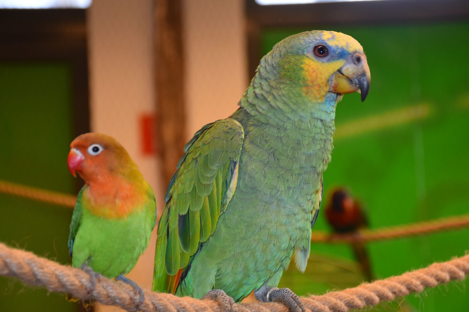Nikon D5500 sample photo. Parrot, bird, exotic photography