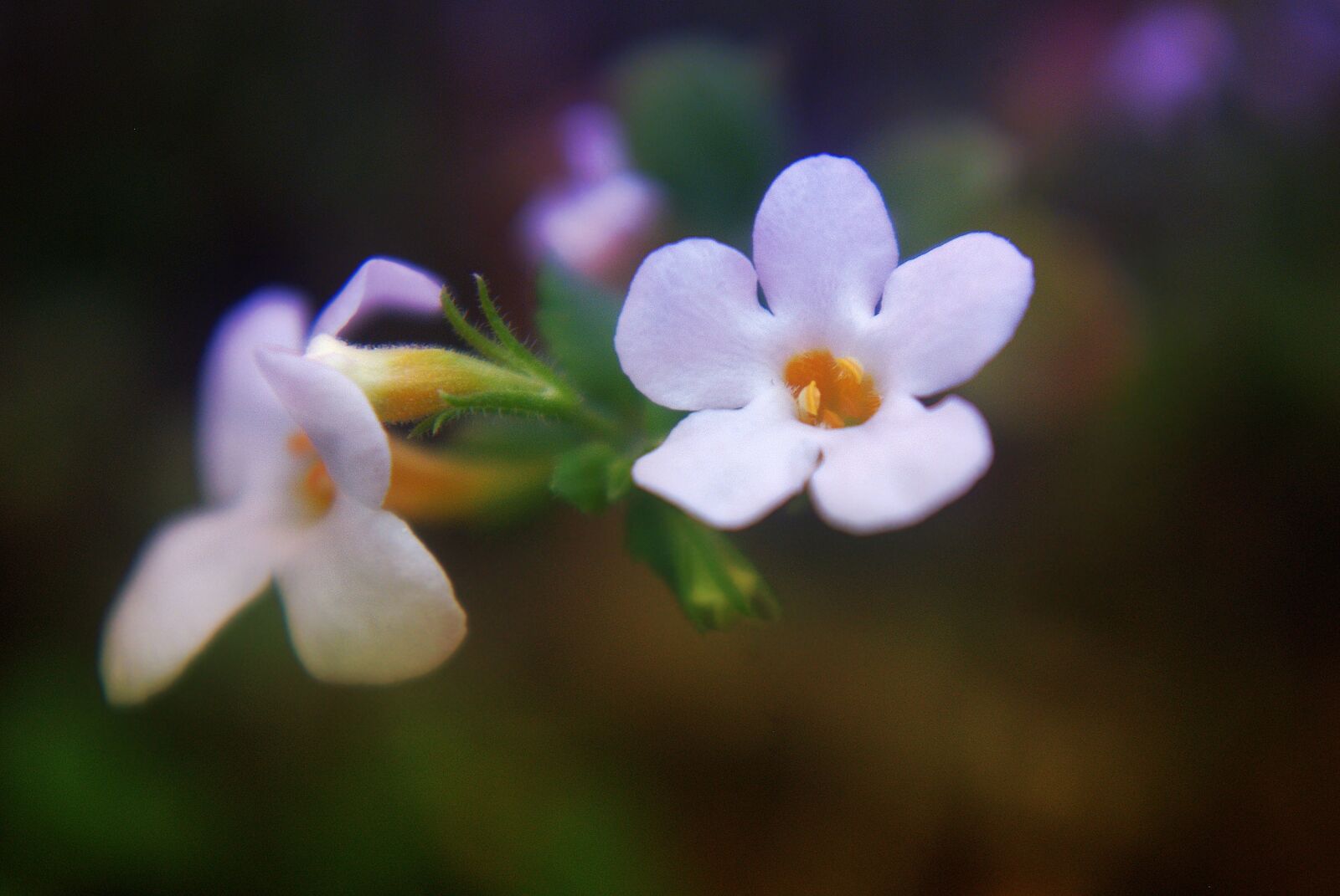Pentax K-m (K2000) sample photo. Flower, plant, blossom photography
