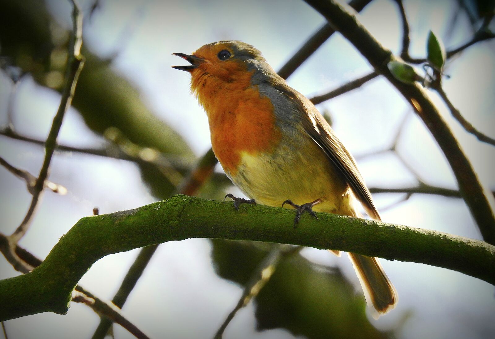 Nikon Coolpix P900 sample photo. Robin, songbird, bird photography