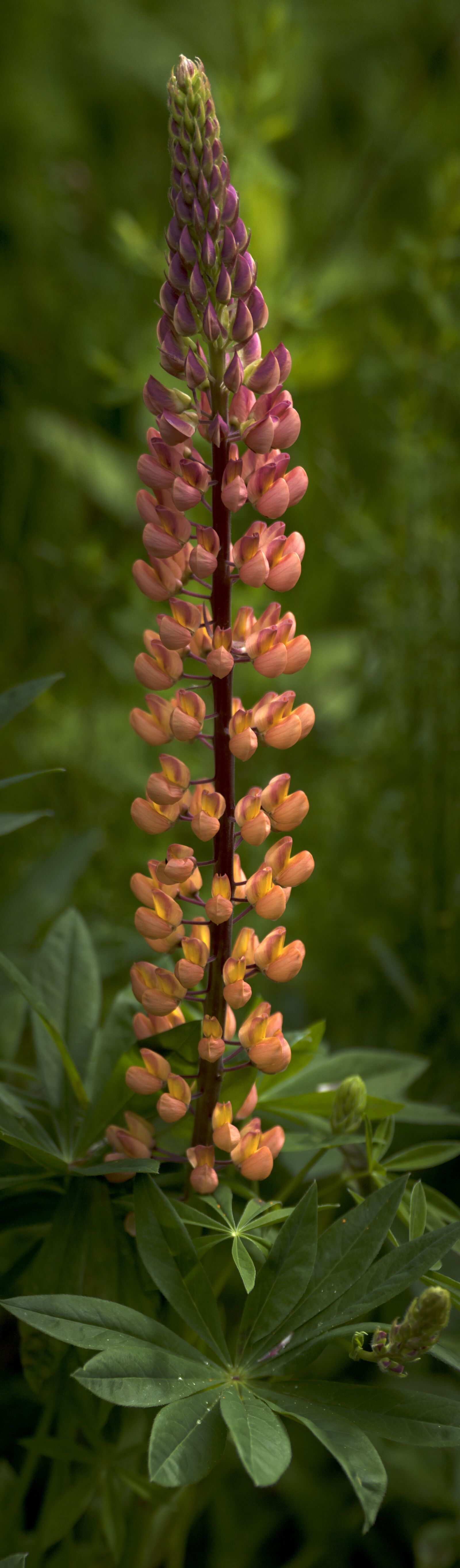 Nikon D50 sample photo. Lily, flower, wildflower photography