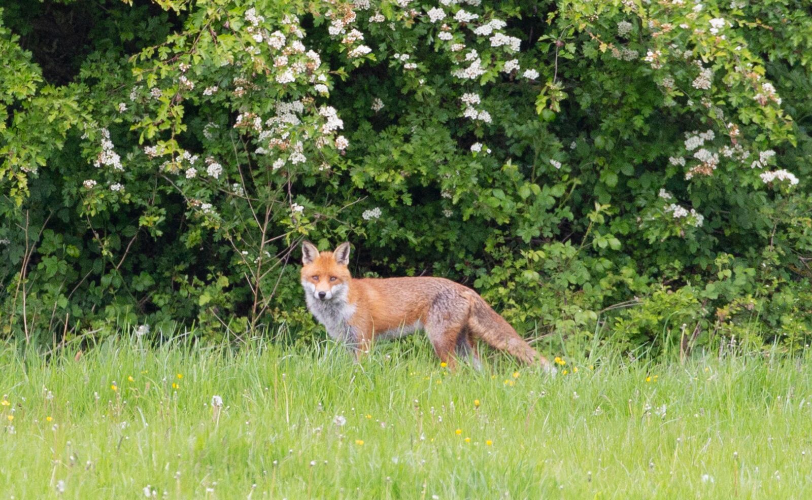 Canon EOS 5D Mark III sample photo. Fox, wild fox, healthy photography