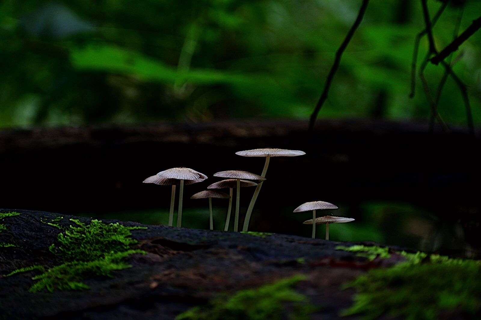 Nikon D5300 sample photo. Mushrooms, fungus, fungi photography