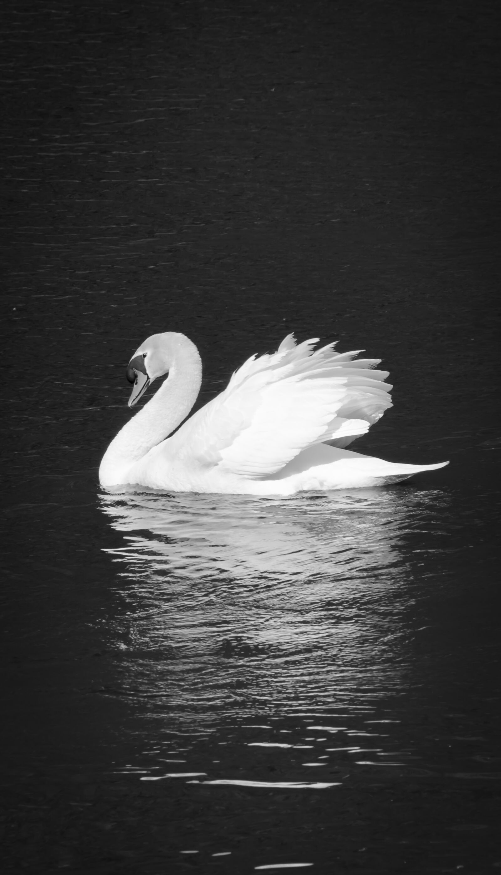 Nikon D7000 sample photo. Swan, black and white photography