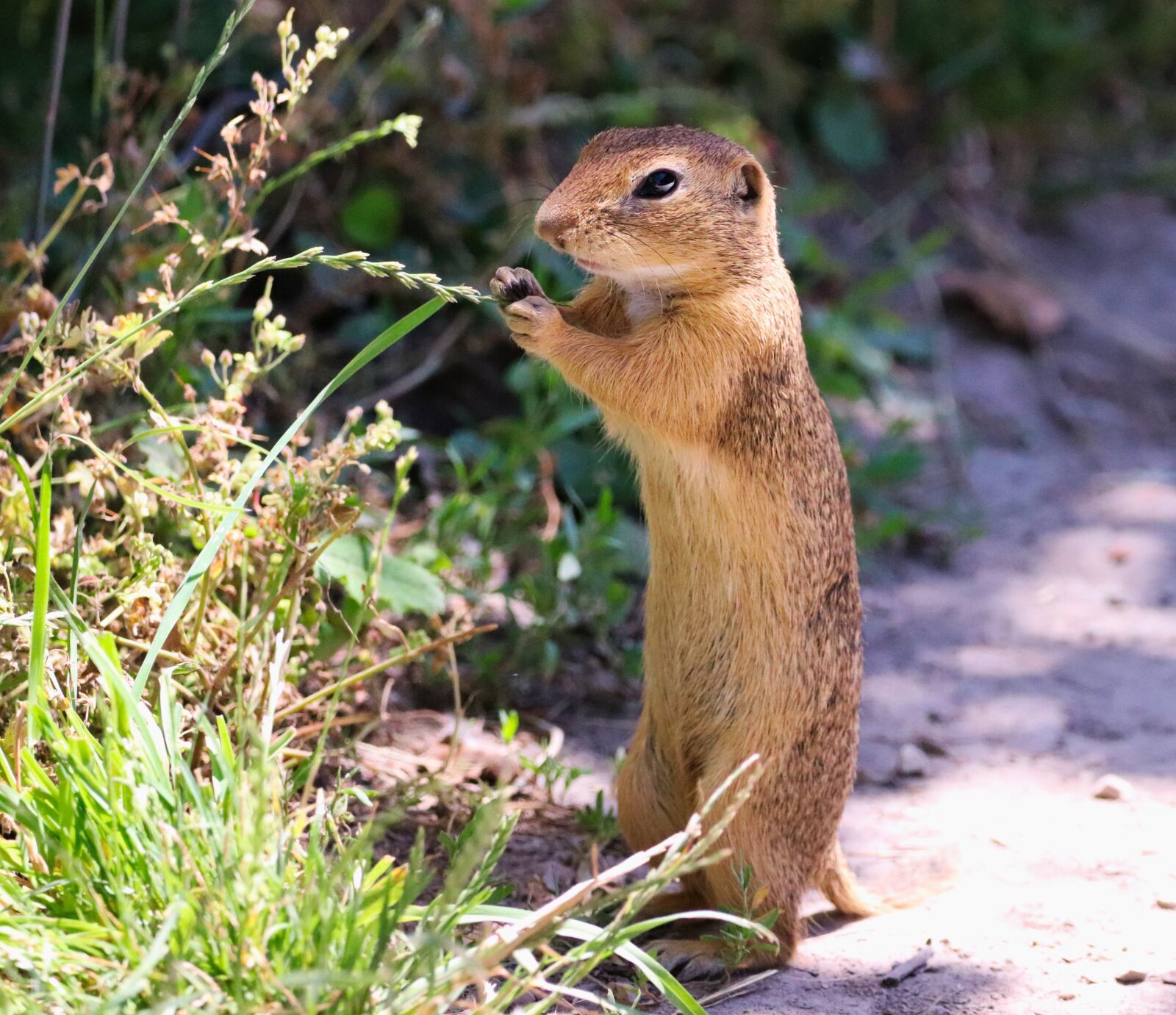 150-600mm F5-6.3 DG OS HSM | Contemporary 015 sample photo. Gopher, the european, standing photography