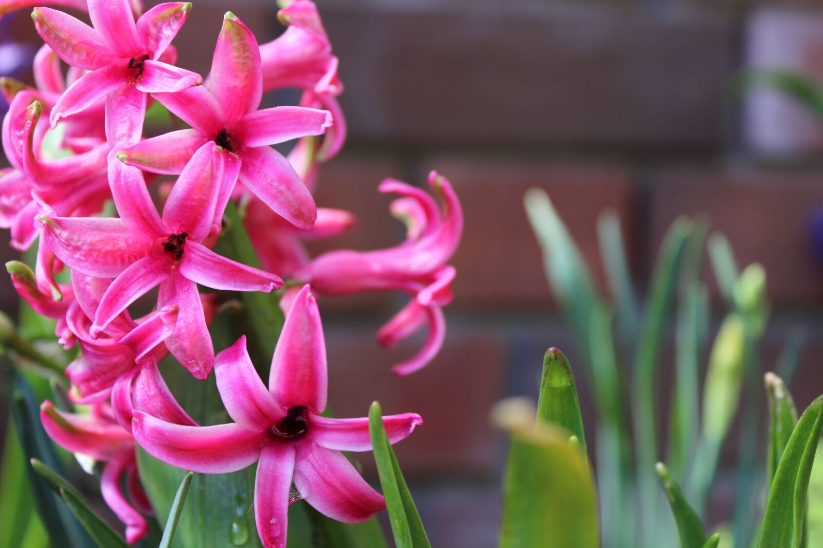 Canon EOS 600D (Rebel EOS T3i / EOS Kiss X5) sample photo. Pink, flowers, plant photography