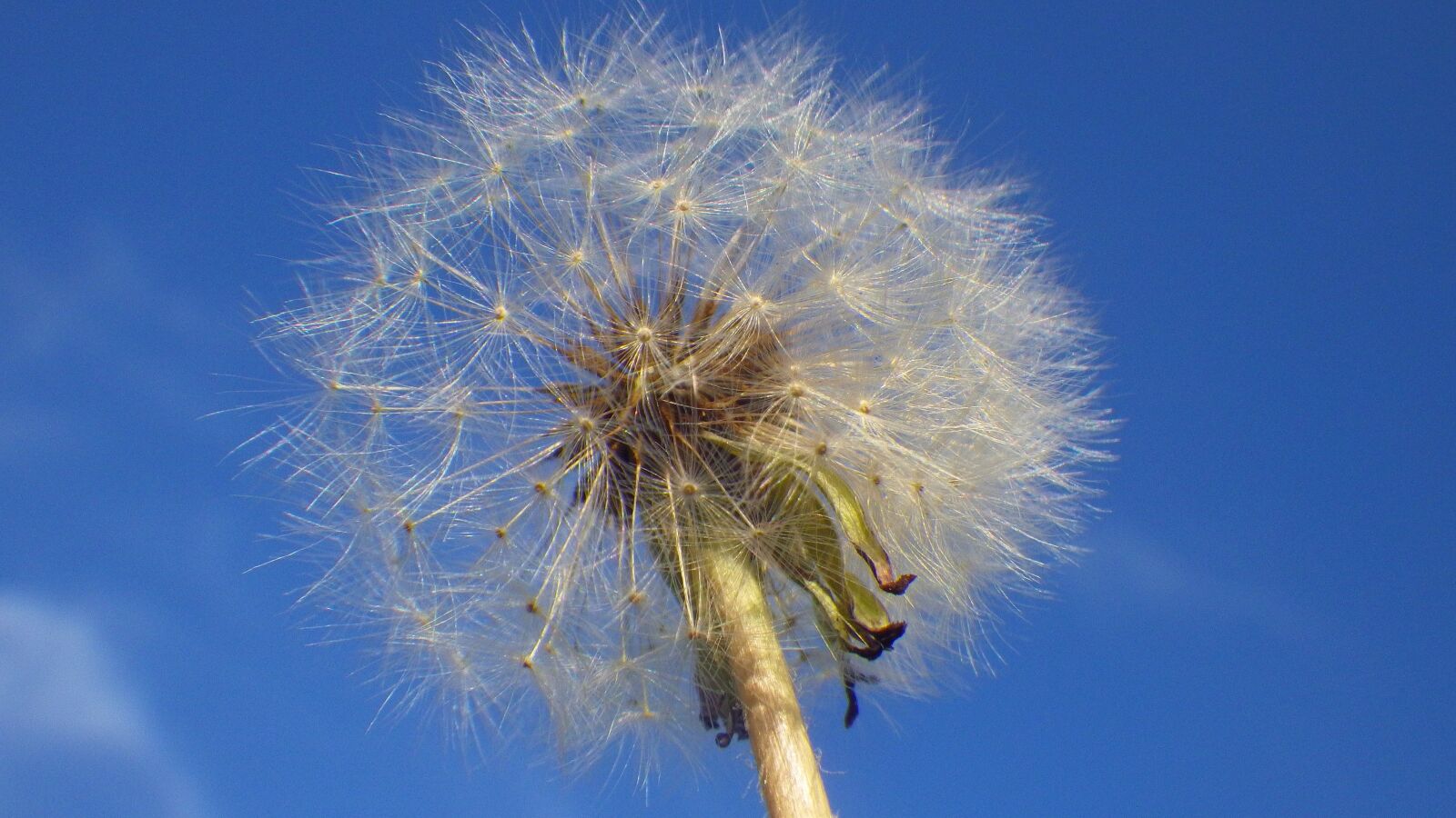 Pentax Optio WG-2 sample photo. Dandelion, nature, fluffy photography