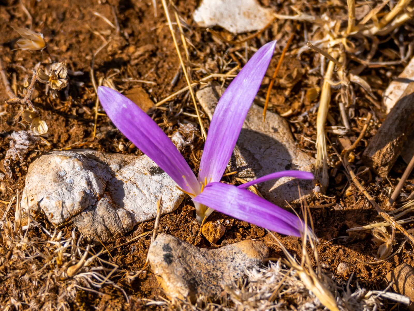 Panasonic DC-FZ10002 sample photo. Flower, violet, soil photography