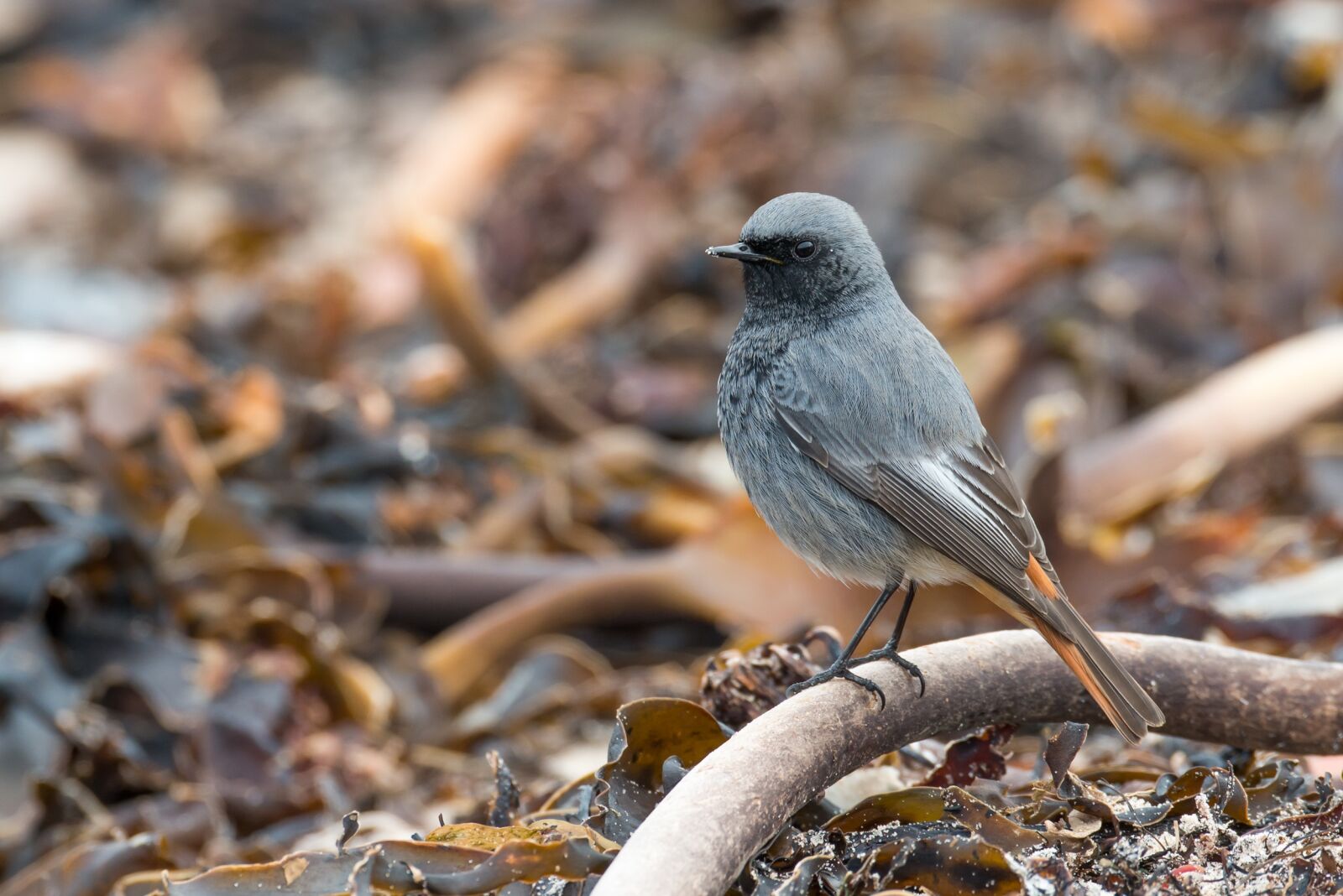 Nikon D800 sample photo. Black redstart, phoenicurus ochruros photography