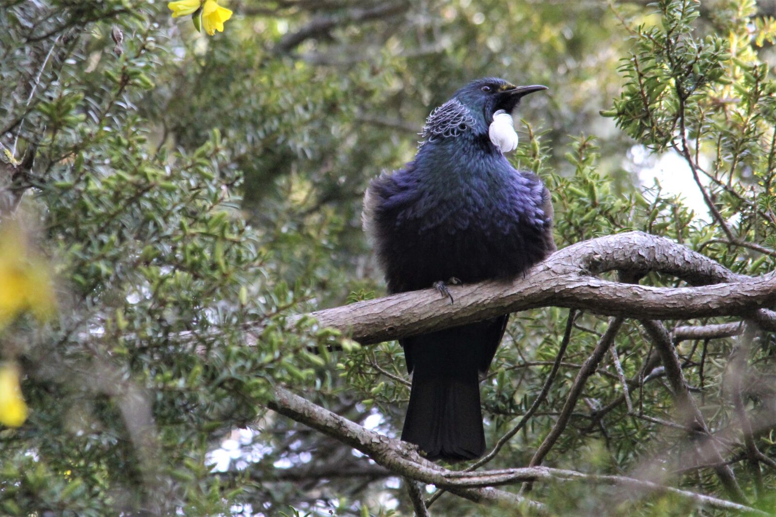 Canon EOS 60D sample photo. Native, tui, kowhai tree photography