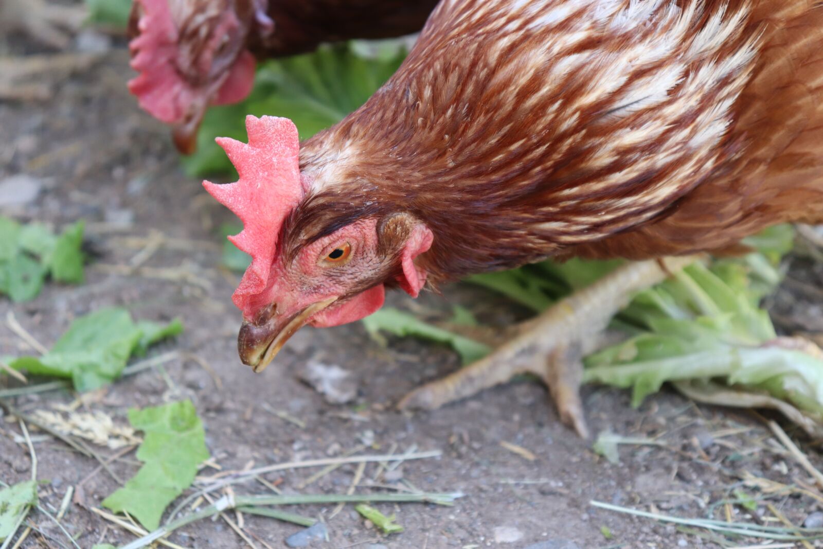 Canon EOS 200D (EOS Rebel SL2 / EOS Kiss X9) sample photo. Lohman, chicken, black photography
