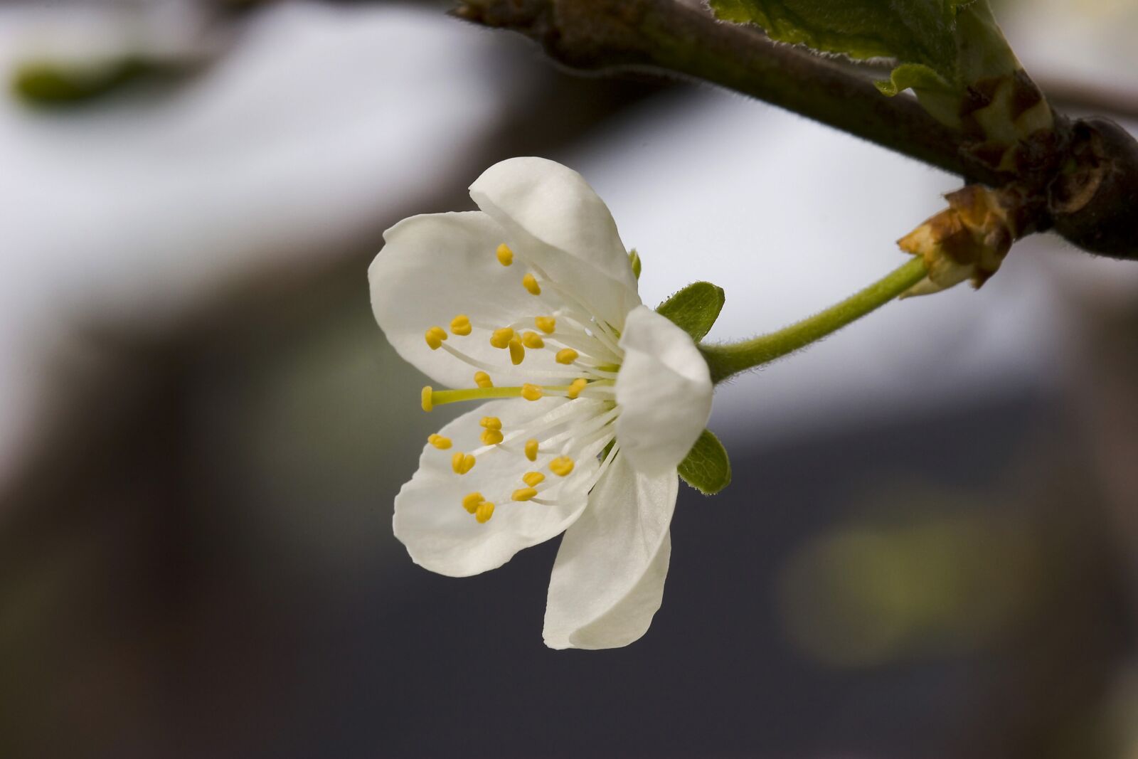 Canon EOS 20D sample photo. Flower, branch, three photography