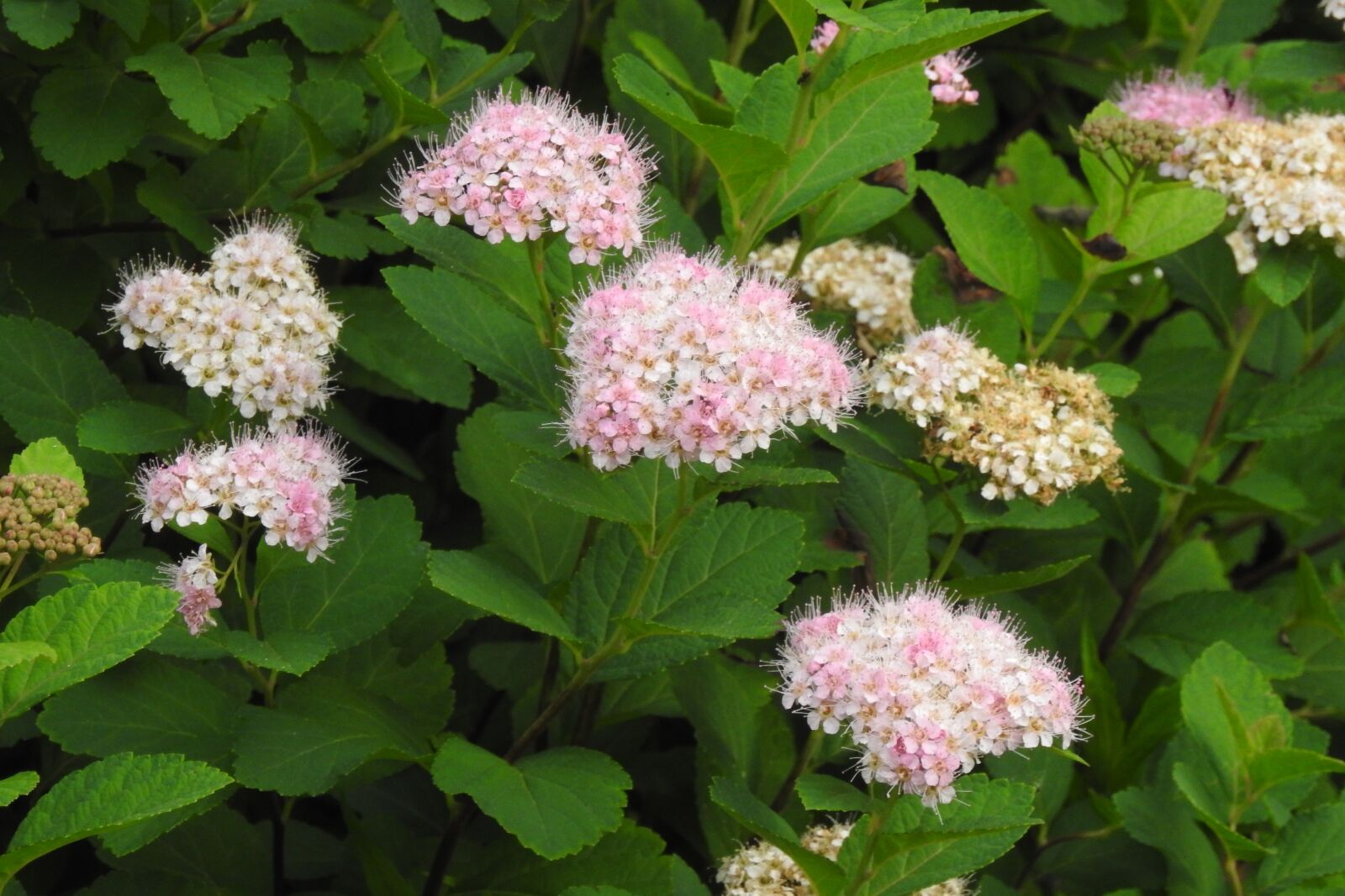 Nikon Coolpix P900 sample photo. Spirea japonica, ornamental shrub photography