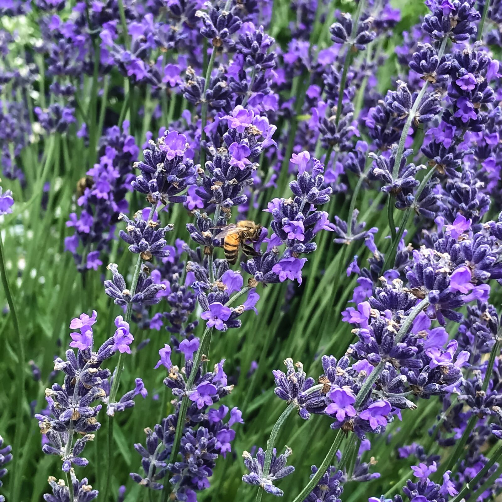 Apple iPhone 7 sample photo. Flowers, lavender, purple photography