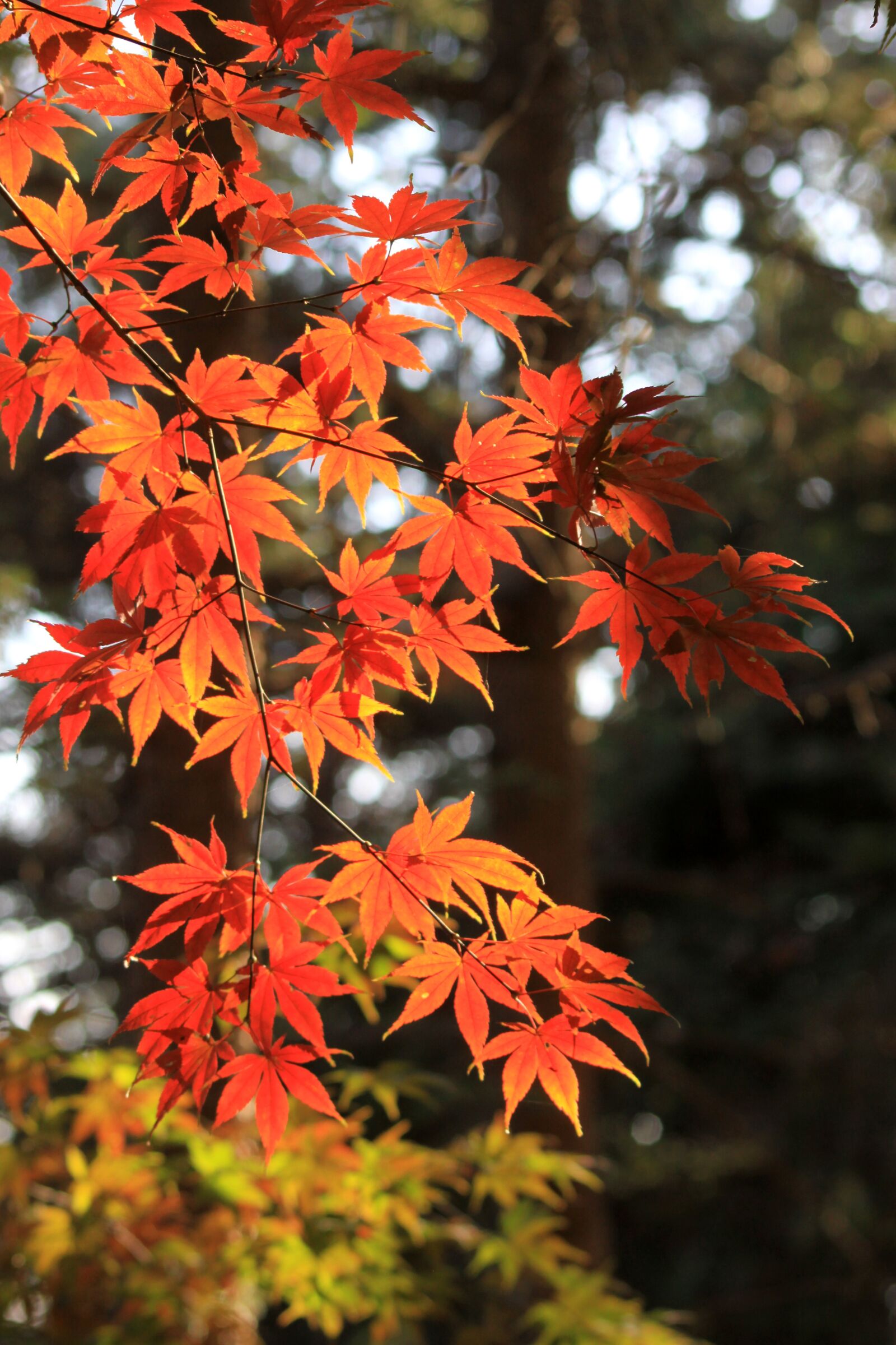 Canon EOS 50D sample photo. Autumn leaves, maple, autumn photography