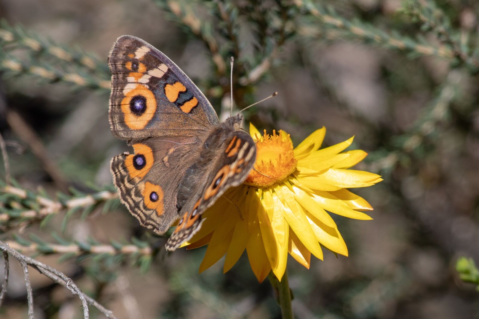 Canon EF 100-400mm F4.5-5.6L IS USM sample photo. Nature, butterfly, insect photography