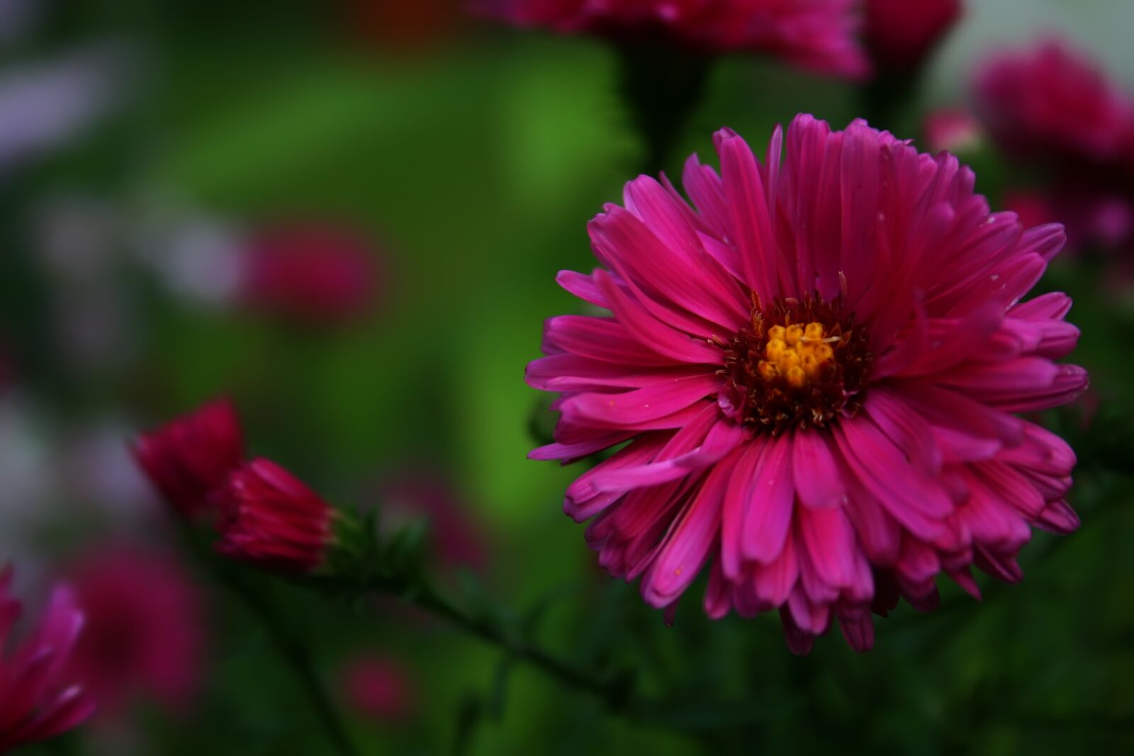 Canon EOS 400D (EOS Digital Rebel XTi / EOS Kiss Digital X) sample photo. Flowers, pink, autumn photography