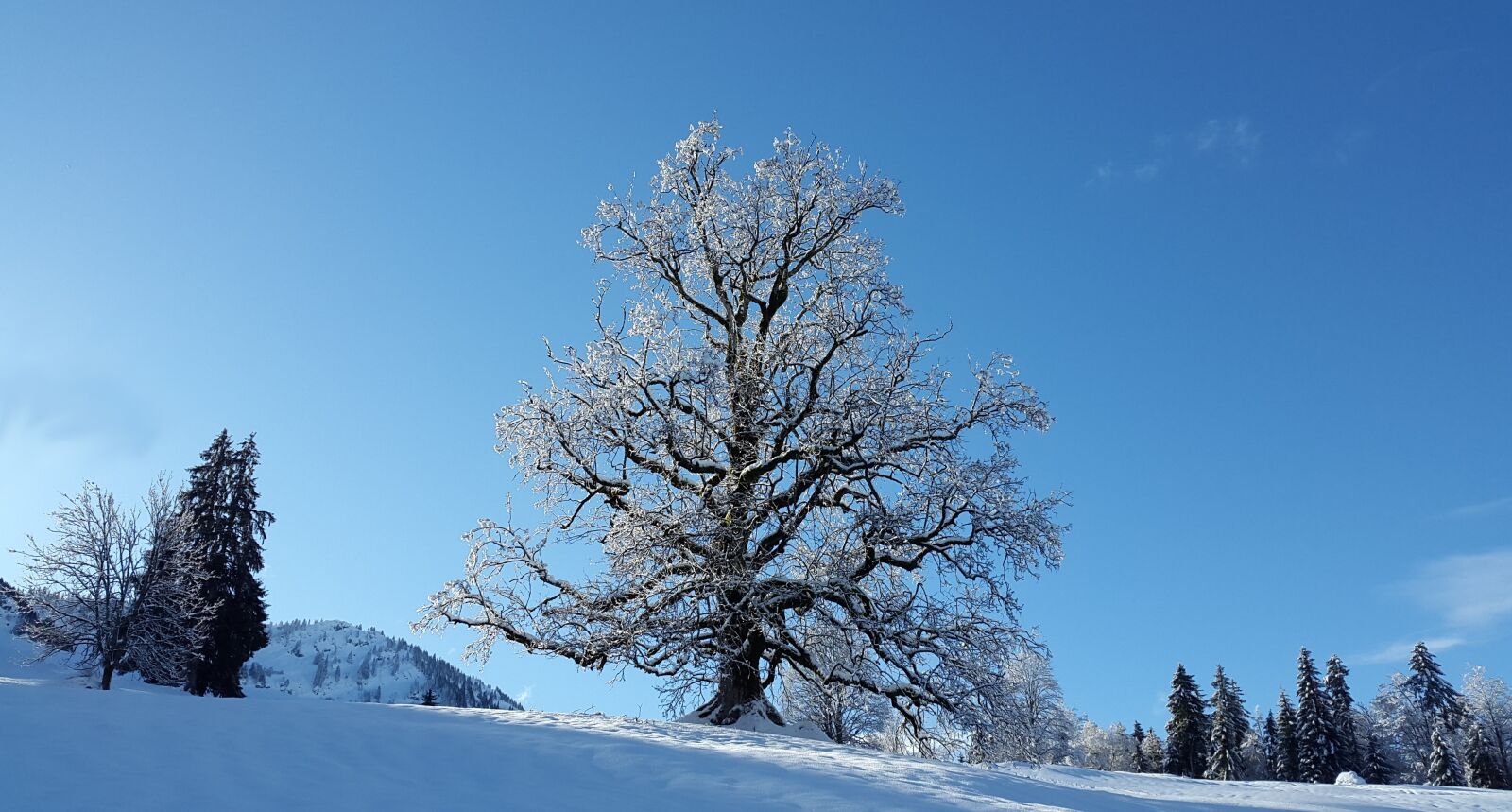 Samsung Galaxy Alpha sample photo. Tree, snow, winter photography