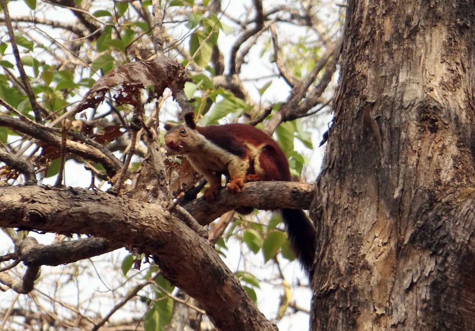 Sony DSC-HX200V sample photo. Malabar giant squirrel, ratufa photography