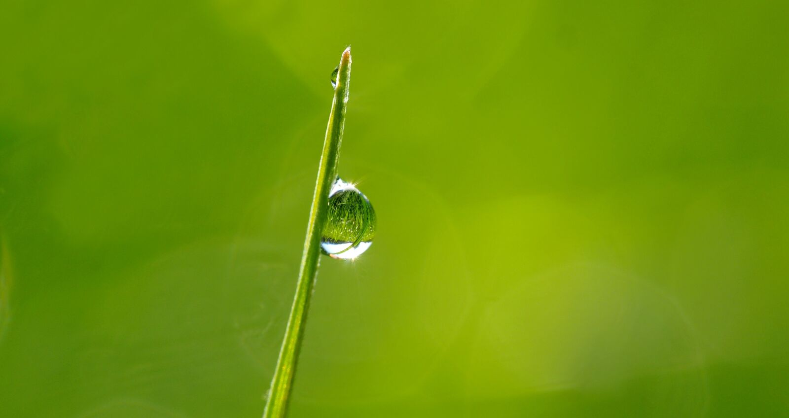 Olympus M.Zuiko Digital ED 60mm F2.8 Macro sample photo. Dewdrops in the morning photography