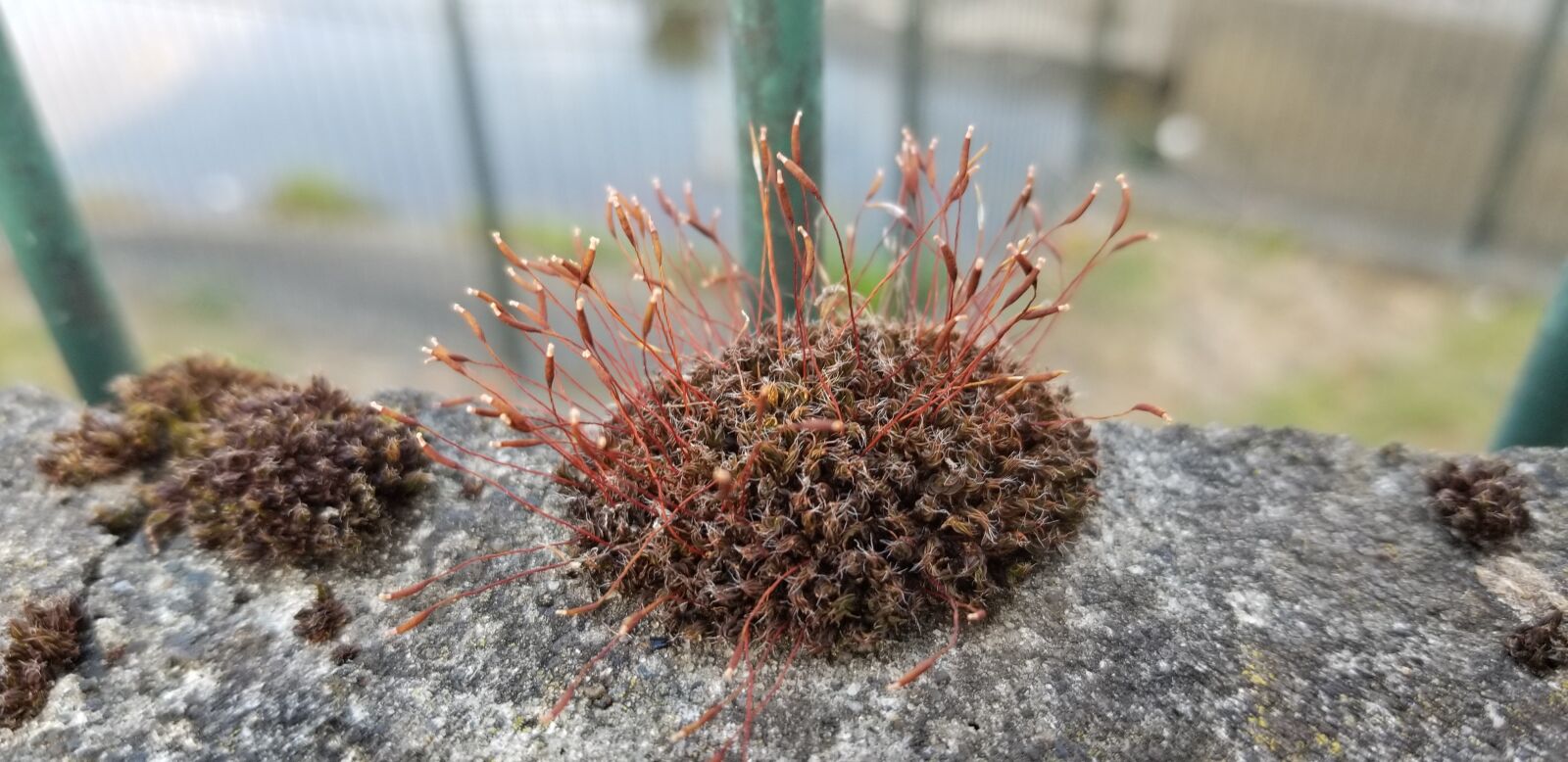 Samsung Galaxy S8 sample photo. Moss, plant, stone photography