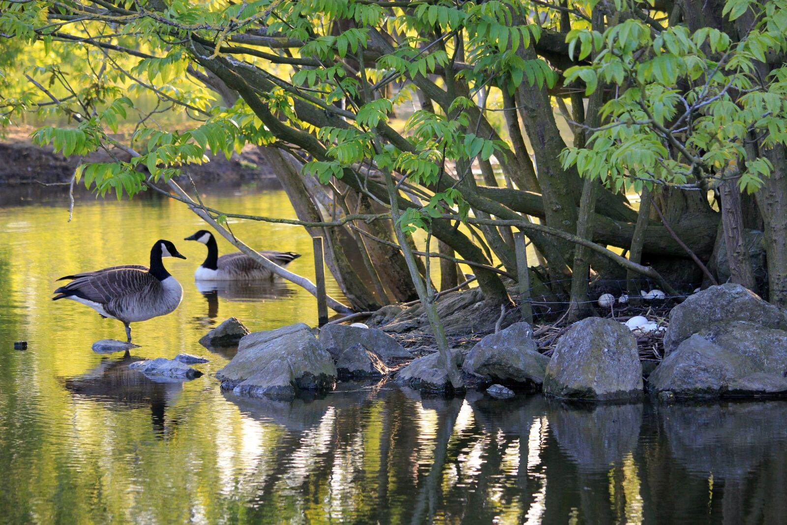 Canon EOS 550D (EOS Rebel T2i / EOS Kiss X4) sample photo. Canadian goose, goose, geese photography