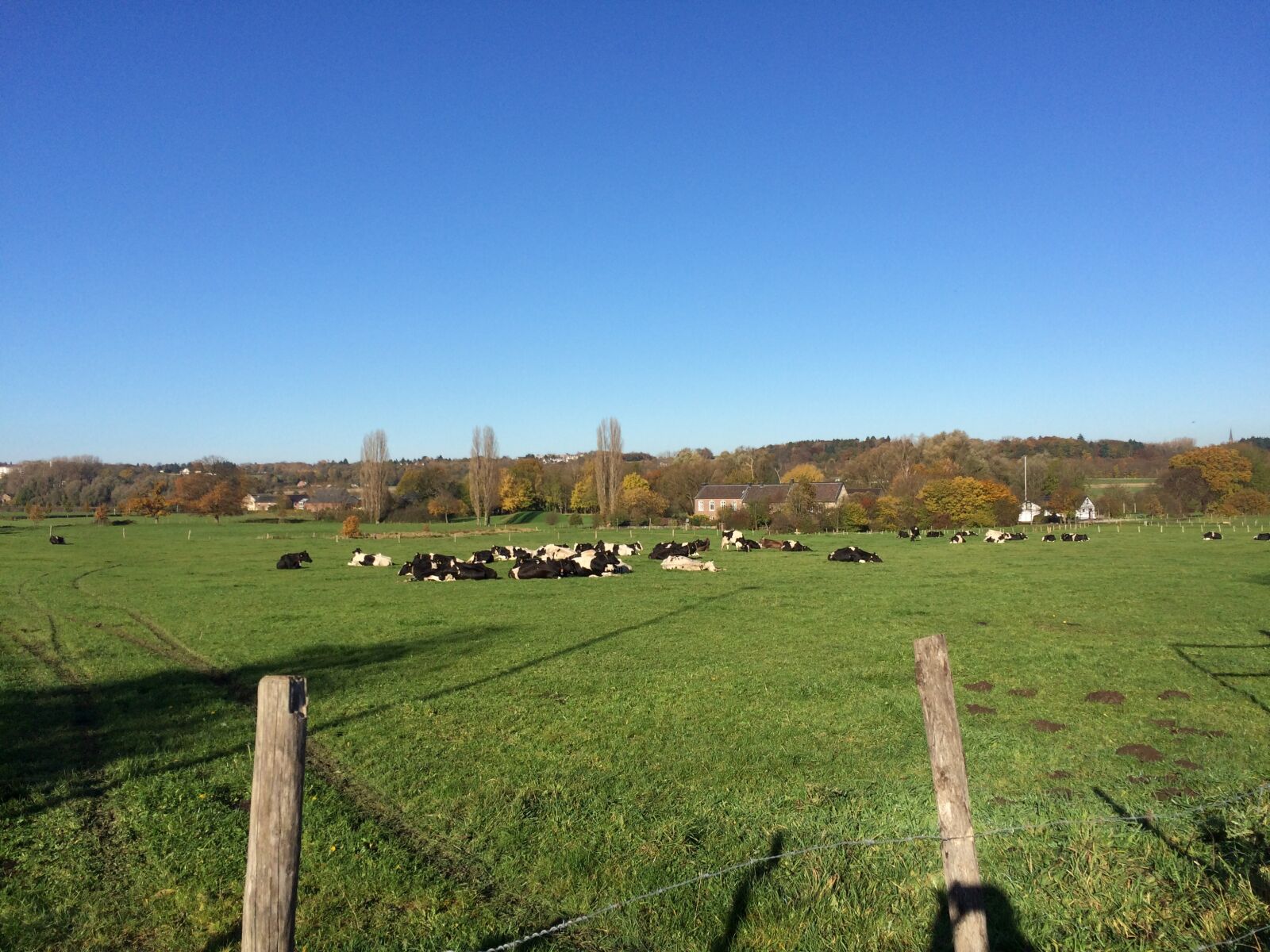 Apple iPhone 5s sample photo. Cows, landscape, summer photography