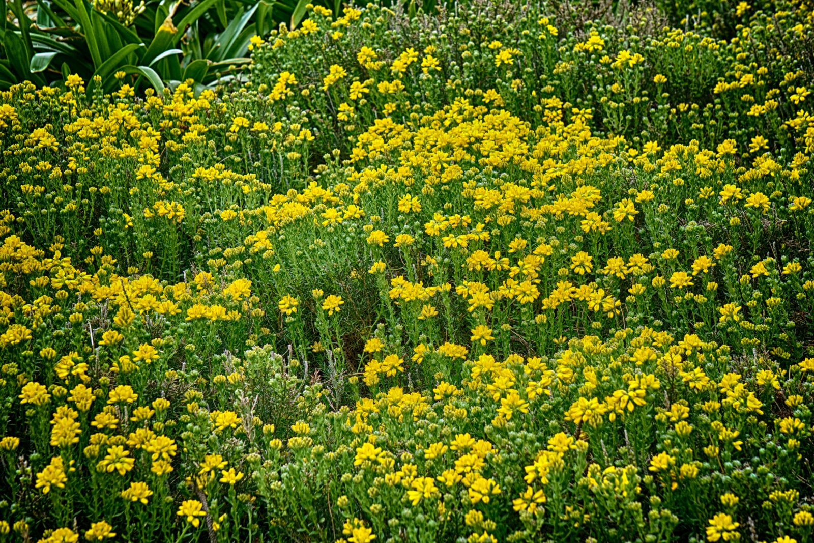 Sony E 55-210mm F4.5-6.3 OSS sample photo. Botanique, fleurs, flore, jardin photography