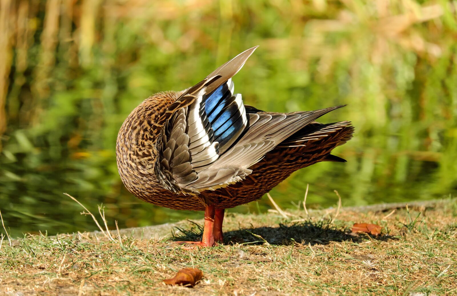 Fujifilm X-T10 + Fujifilm XC 50-230mm F4.5-6.7 OIS sample photo. Duck, water bird, poultry photography
