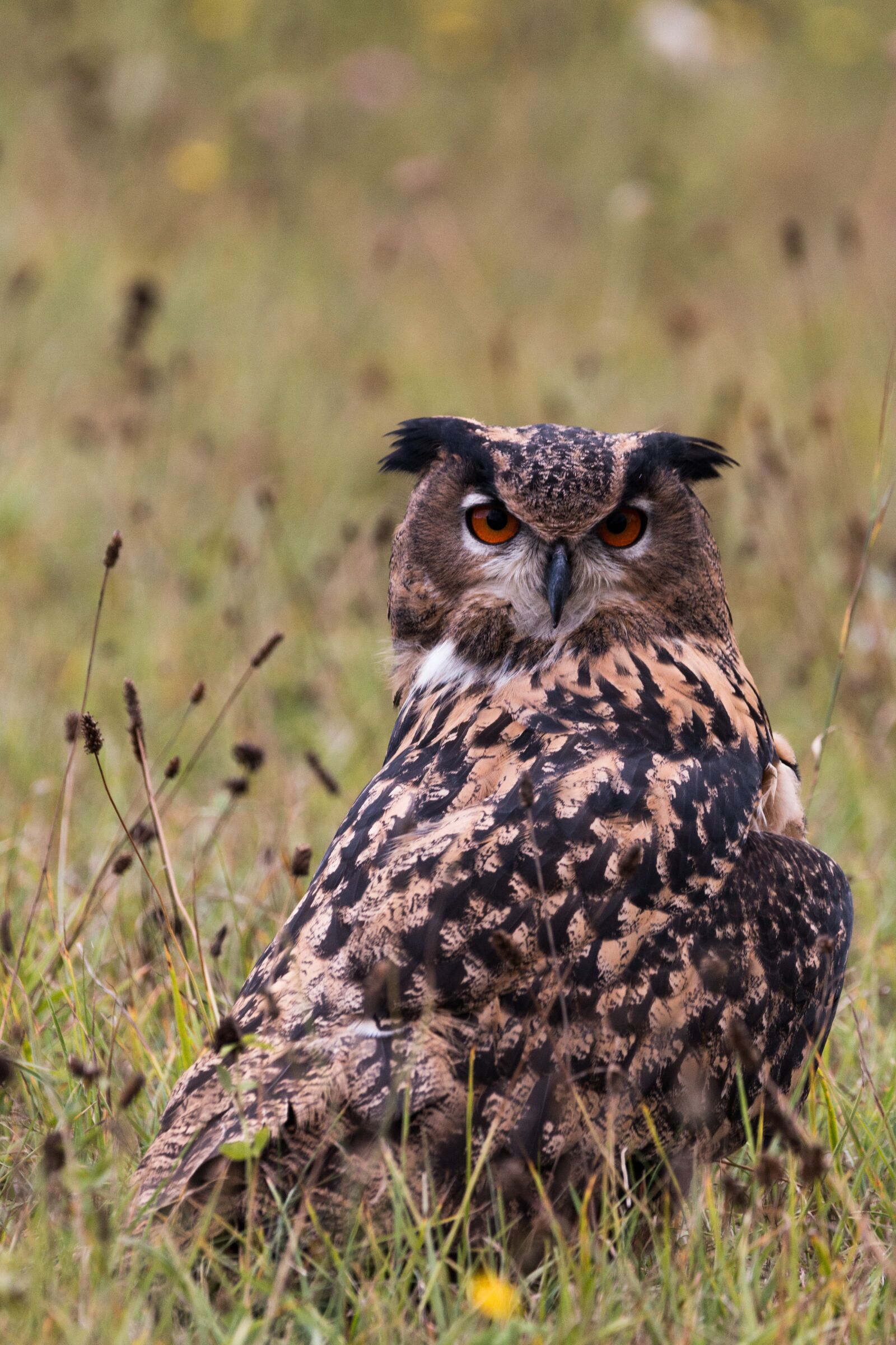 150-600mm F5-6.3 DG OS HSM | Contemporary 015 sample photo. Eagle owl, bubo bubo photography