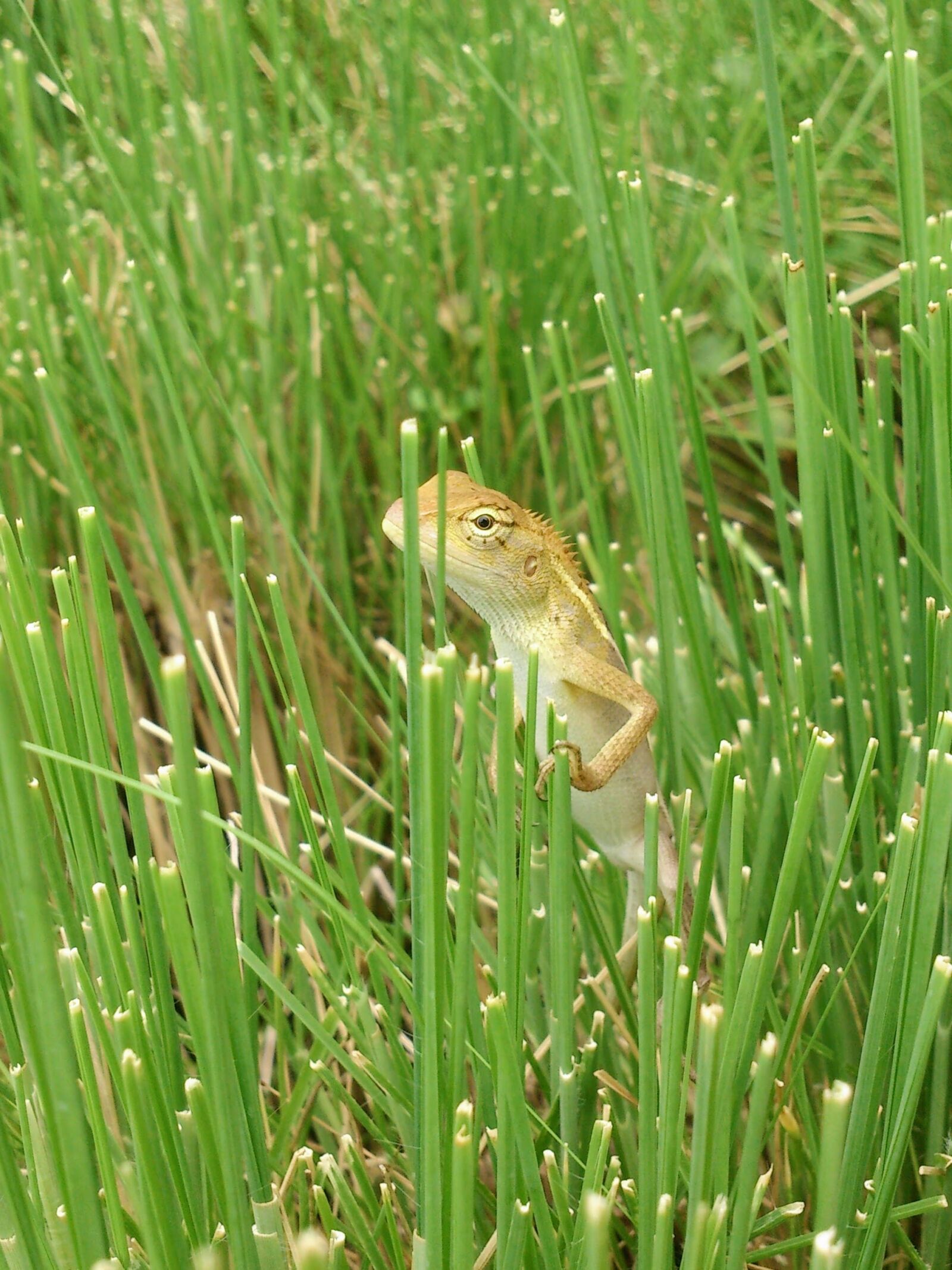 Sony Xperia T sample photo. Gecko, grass, green photography