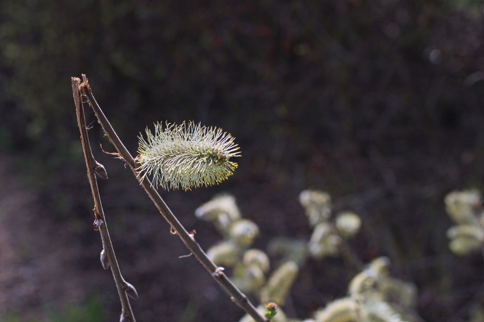 Nikon D90 sample photo. Willow k tzschen, pasture photography