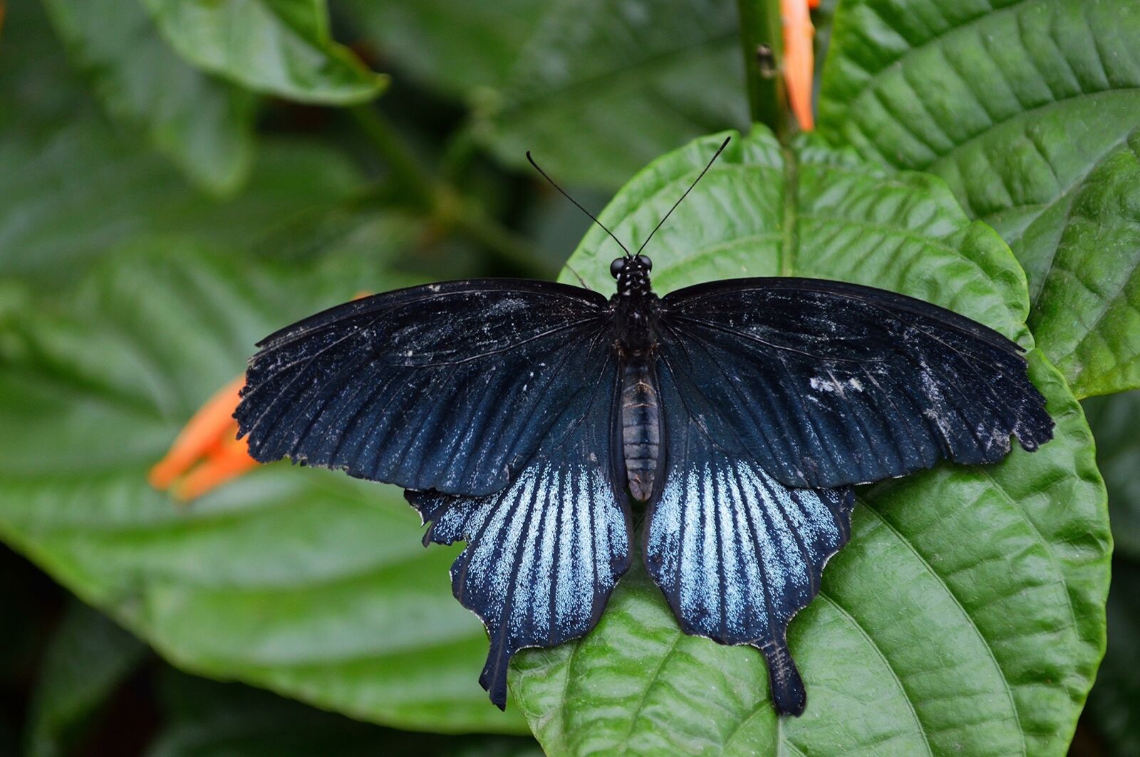 Nikon D3200 sample photo. Butterfly, swallowtail, insect photography