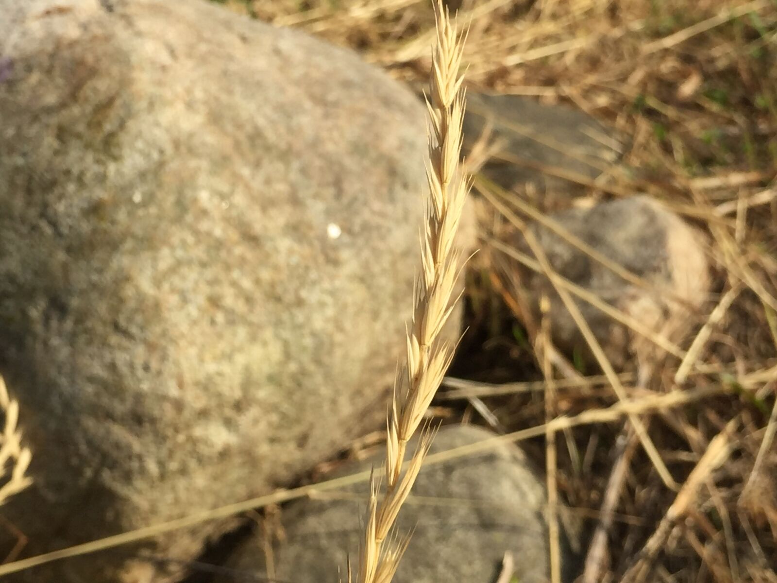 iPhone 6 back camera 4.15mm f/2.2 sample photo