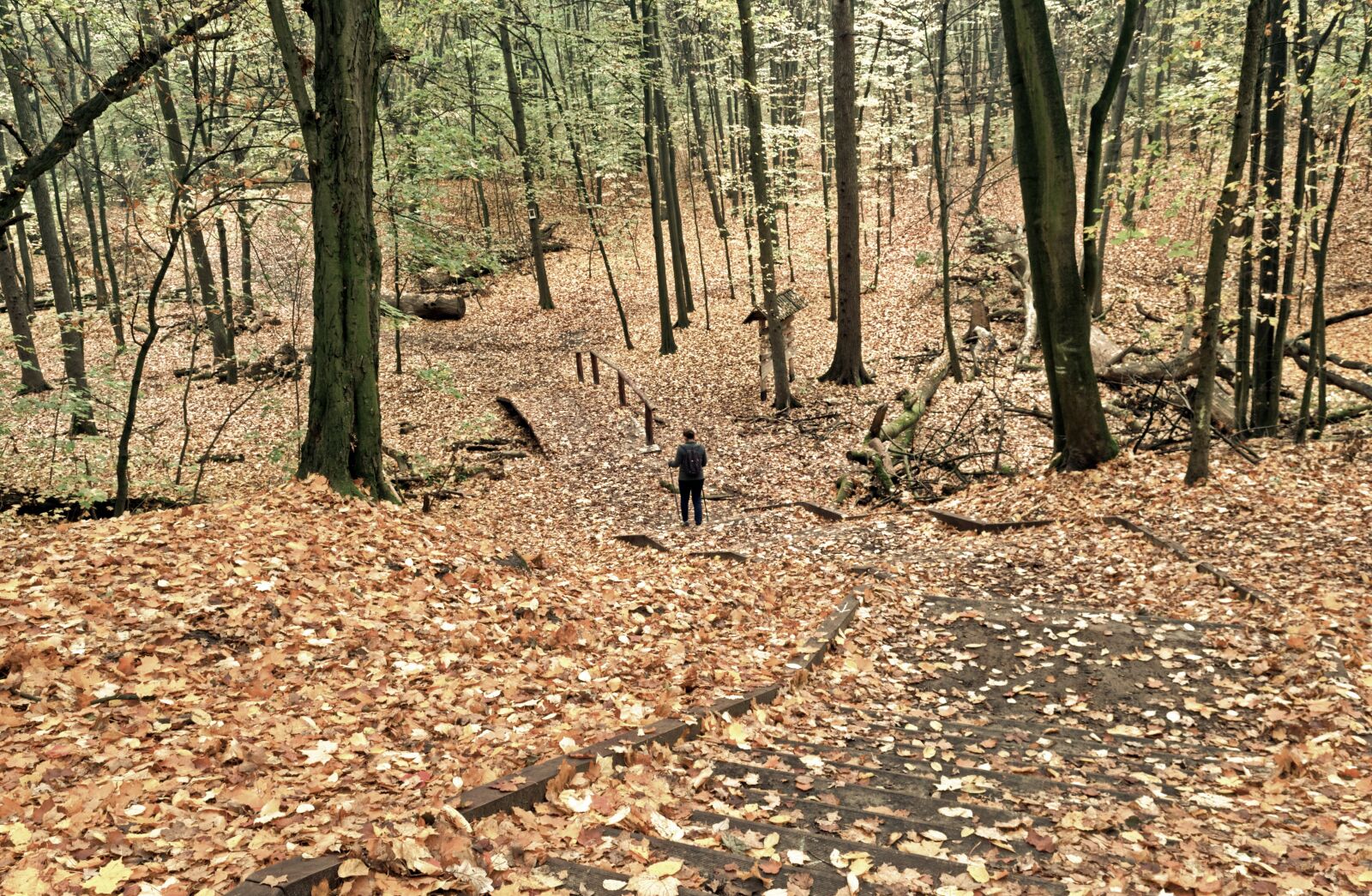 Nikon D3100 sample photo. Landscape, autumn, forest photography