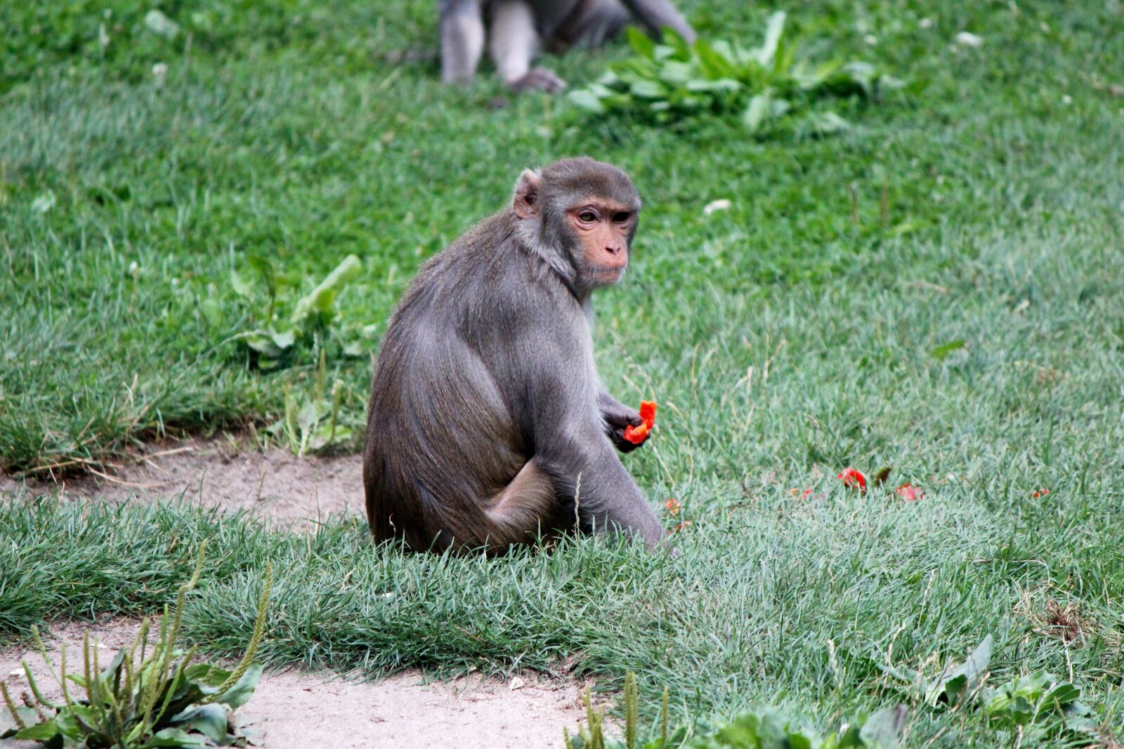 Monkey, zoo, primate photography. 