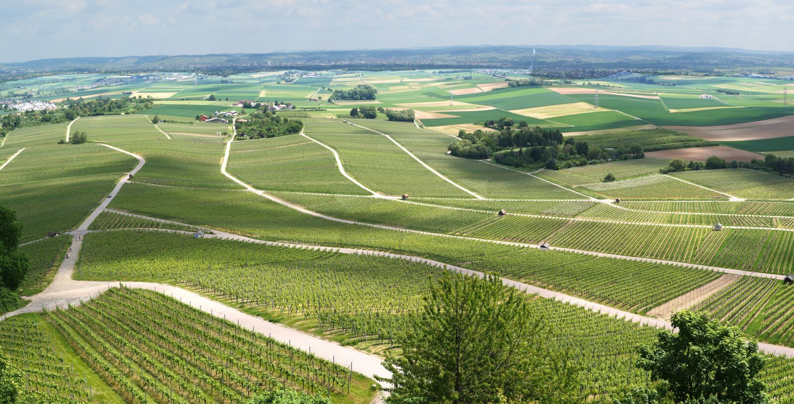 Panasonic Lumix DMC-GX8 + Panasonic Leica DG Summilux 25mm F1.4 II ASPH sample photo. Panorama, vineyards, vines photography
